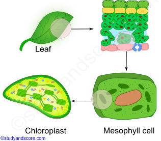 Chloroplast, leaf, location, mesophyll, chloroplast, distribution, morphology